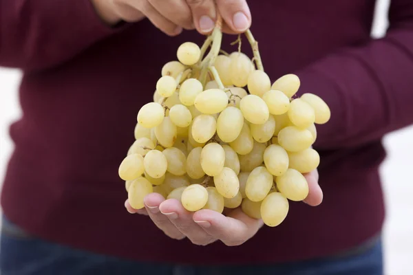 Bunch of green grapes in woman's hands — Stock Photo, Image