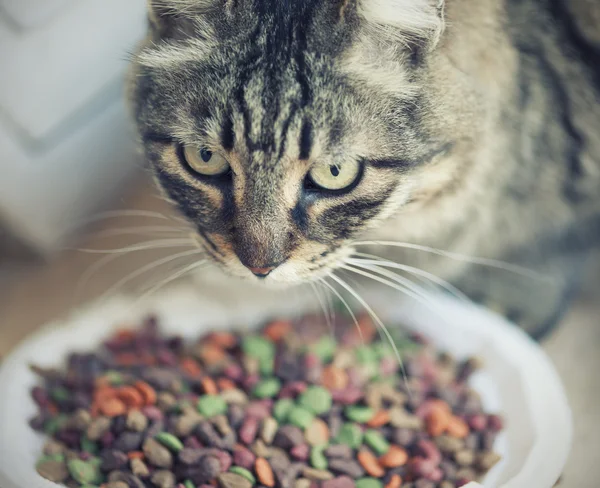 Gato e comida — Fotografia de Stock
