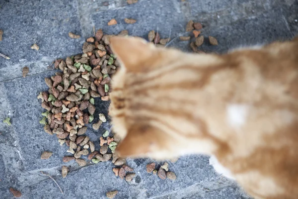 Брошенная уличная кошка ест пищу . — стоковое фото