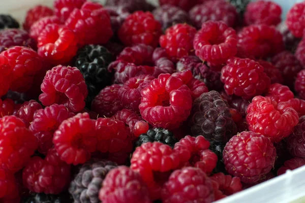 나무 딸기 및 검은 딸기 — 스톡 사진