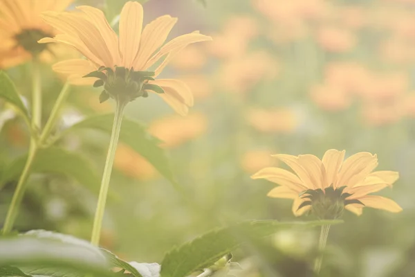 Yellow daisies and sunlight — Stock Photo, Image