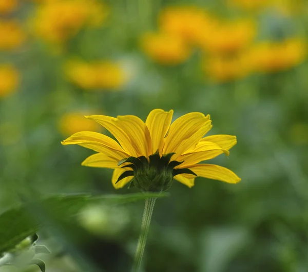 Yellow daisy and sunlight — Stock Photo, Image