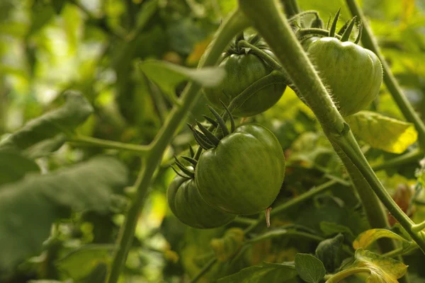 Green unripe tomatoes on a vine — Stock Photo, Image