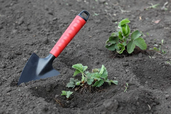 Cavar el hoyo para plantar el arbusto en jardín. — Foto de stock