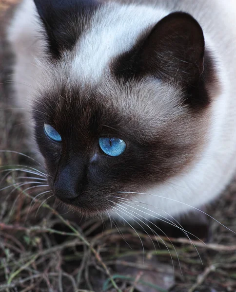 Cat with blue eyes — Stock Photo, Image