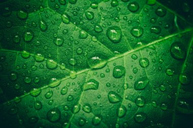 Yeşil yaprak waterdrops ile yağmur sonrası