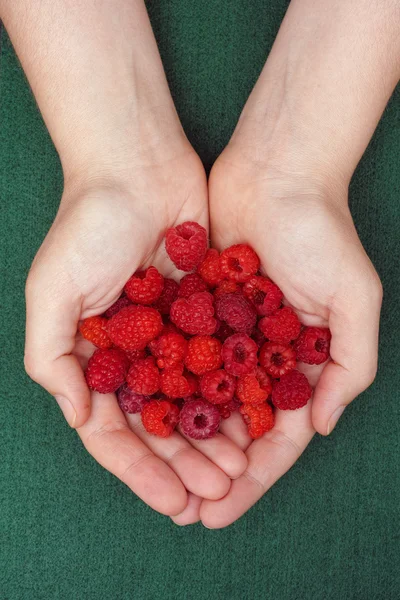 Harvested raspberries in woman palms — Stock Photo, Image