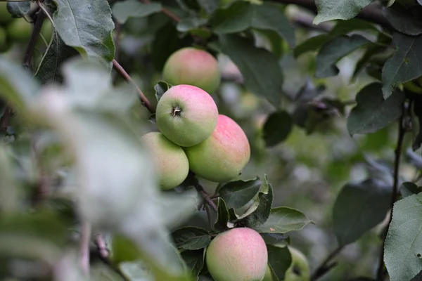 Rama de manzanas jóvenes —  Fotos de Stock