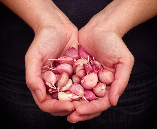 Fresh garlic cloves in woman palms — Stock Photo, Image