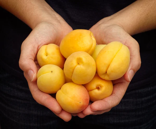 Woman holds fresh harvested apricots in her palms — Stock Photo, Image