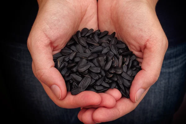 Woman holds fresh sunflower seeds in her palms — 스톡 사진