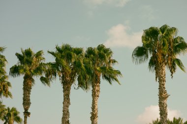 tropik bir adada palmiye ağaçları