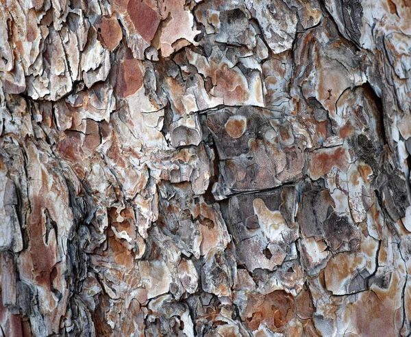 Bark of Pine Tree — Stock Photo, Image