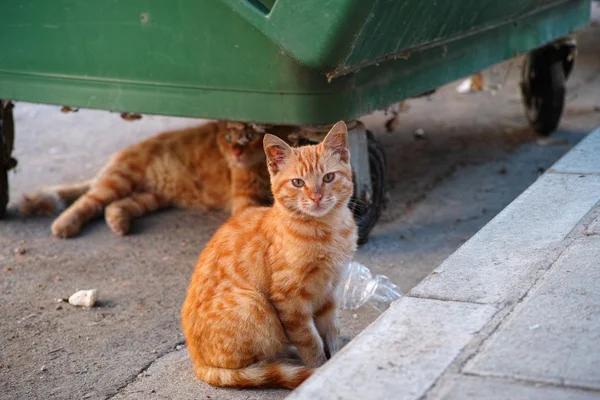 Gatos rasteiros ou gatos de rua perto do contentor do lixo — Fotografia de Stock