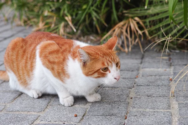 Stray gato senta-se perto de arbustos — Fotografia de Stock