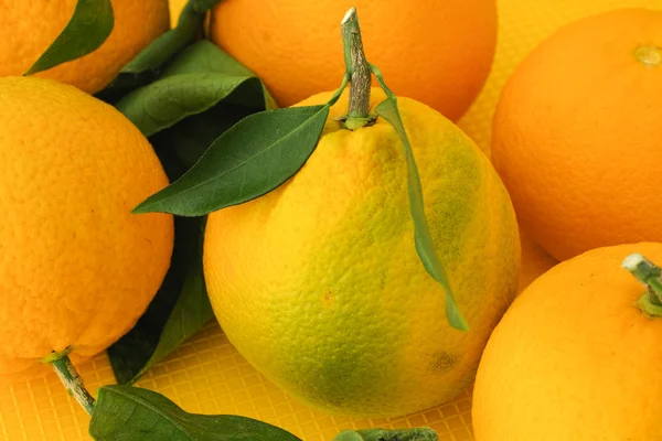 Fresh harvested organic oranges — Stock Photo, Image