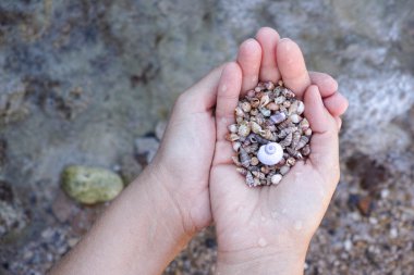 Avuç içi deniz kabuklarını yığını