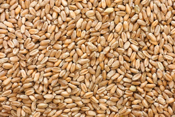 Whole wheat grain kernels background — Stock Photo, Image