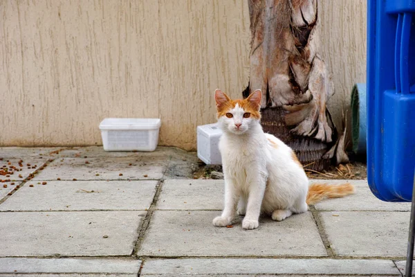Бродячая кошка смотрит в камеру — стоковое фото