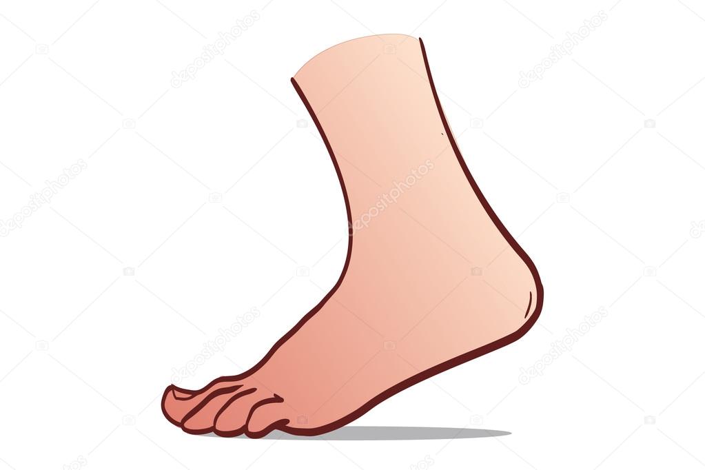 Vector foot
