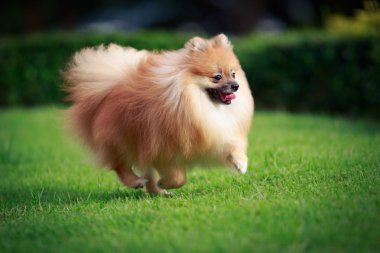 Pomeranian köpek çim üzerinde çalışan