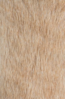 Köpek kürk textures