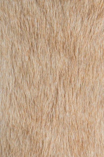 Pies futrami tekstury — Zdjęcie stockowe