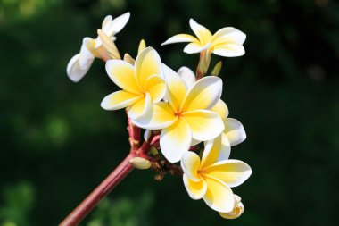 Plumeria veya frangipanni çiçeği