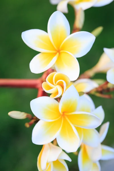 Plumeria or frangipanni bbsom — стоковое фото