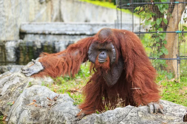 Orangotango no zoológico — Fotografia de Stock
