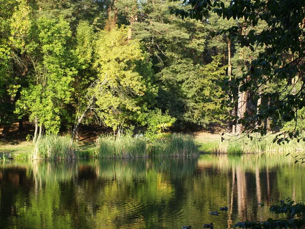 Forest Park Sky River Blue Green — Zdjęcie stockowe