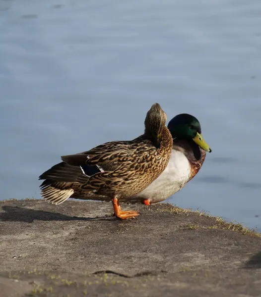 Duck Birds River Bank — Fotografia de Stock