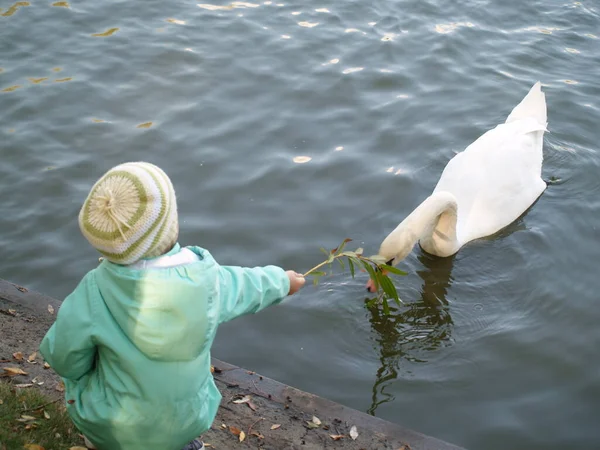 Swan Eating Feed Child Black White — Fotografia de Stock