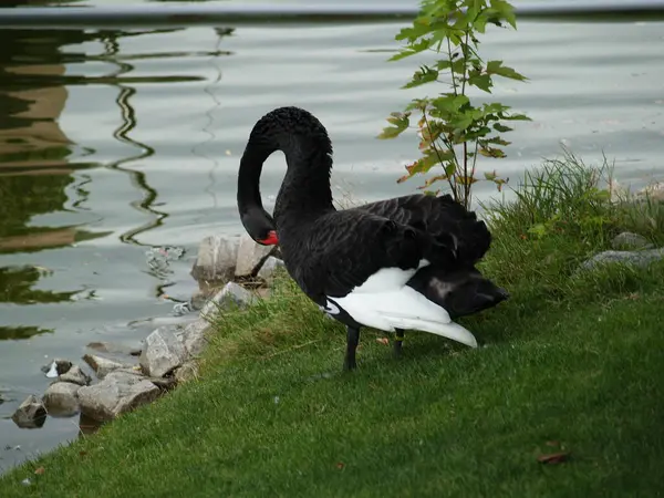 Swan Eating Feed Child Black White — Fotografia de Stock