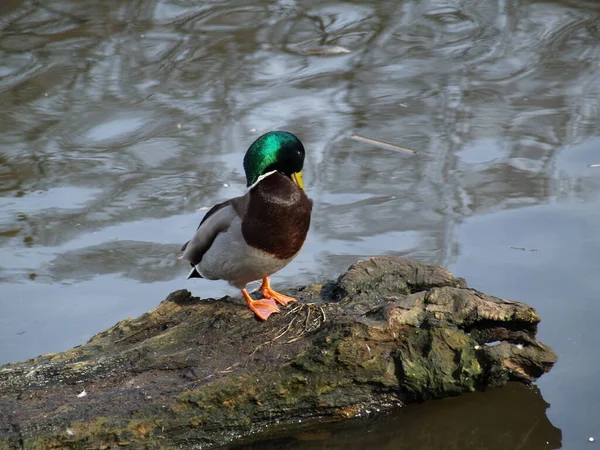 Duck Bird Shore — Fotografia de Stock