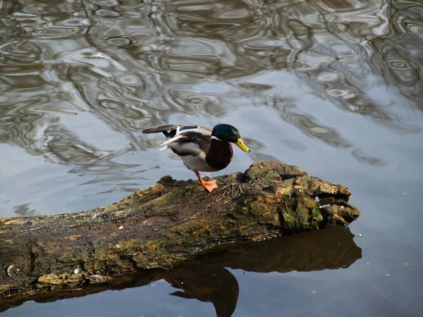 Duck Bird Shore — Fotografia de Stock