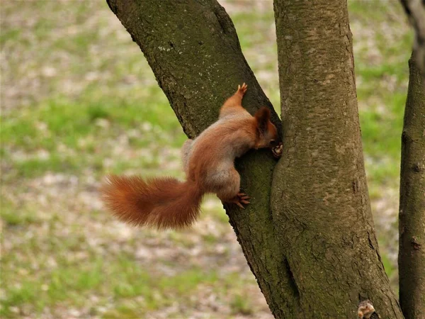 Esquilo Fauna Natureza Roedores — Fotografia de Stock