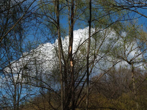 Park Bos Kinderen Mensen Bomen Meer Reflectie Lucht Wolken — Stockfoto