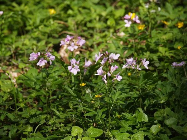 Printemps Forêt Fleurs Feuilles — Photo