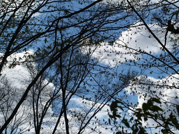 Black Branches Sky — Stock Photo, Image