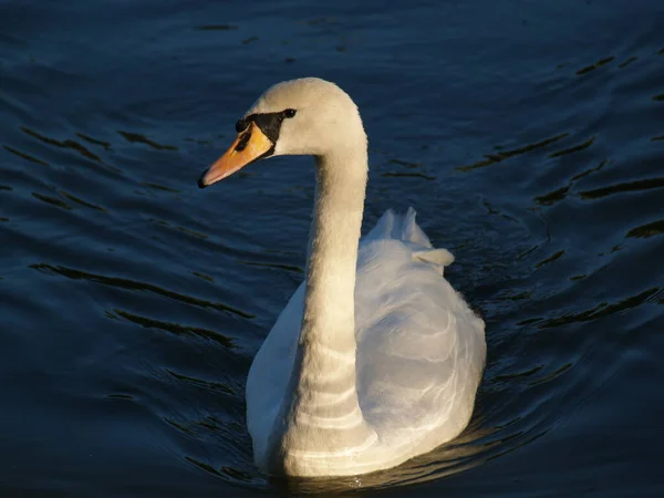 Natureza Patos Cisnes Pássaros Água — Fotografia de Stock