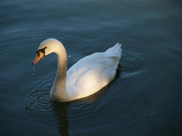 Natura Kaczki Łabędzie Ptaki Woda — Zdjęcie stockowe