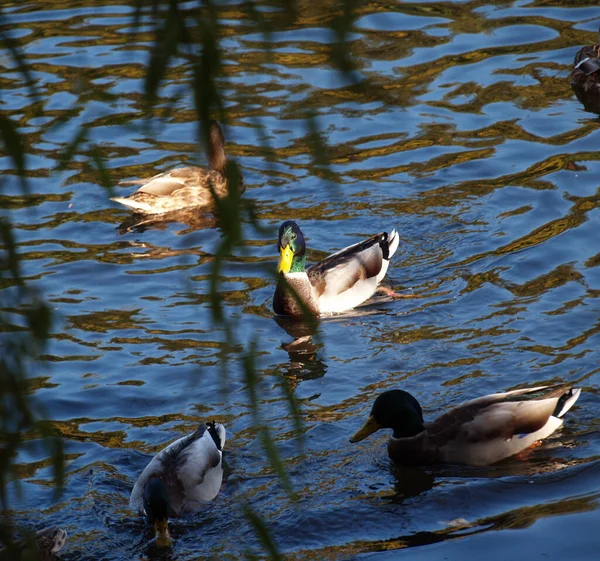 Natureza Patos Cisnes Pássaros Água — Fotografia de Stock