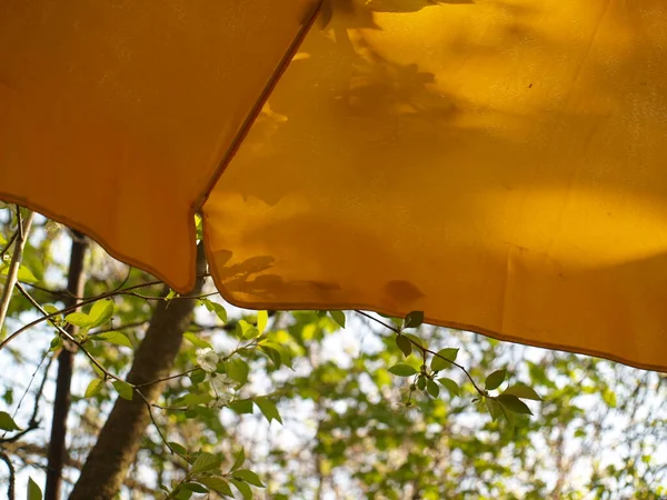 Geel Paraplu Tuin — Stockfoto