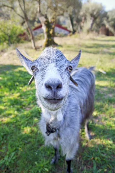 Chèvre Amicale Dans Une Ferme — Photo