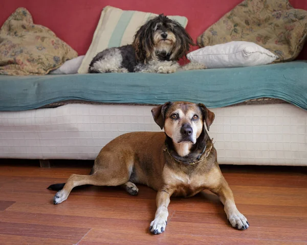 Dois Cães Velhos Sentados Sofá — Fotografia de Stock