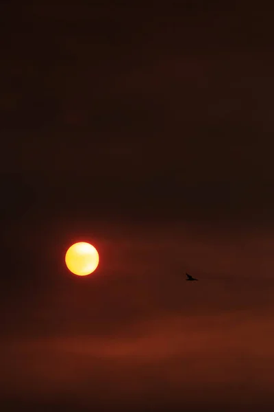 Vogel Fliegt Über Die Sonne — Stockfoto