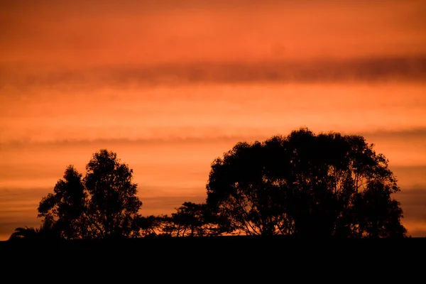 Schöner Feurig Orangefarbener Und Roter Sonnenaufgang Hinter Den Bäumen — Stockfoto