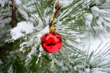 Güzel kış görüntüsü, kardaki çam dalında kırmızı cam top.