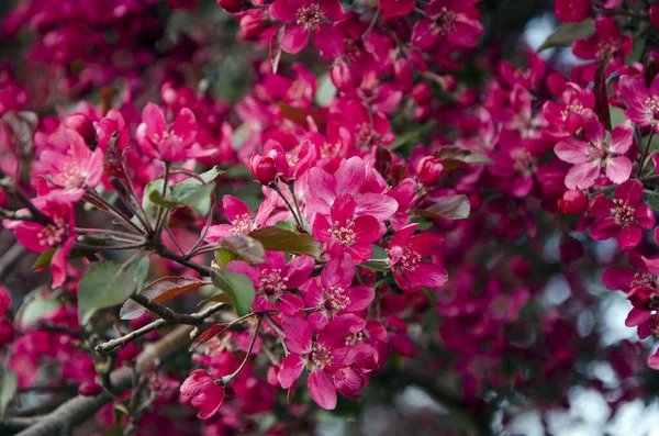 庭に美しいピンクの花の装飾的なリンゴの木 — ストック写真